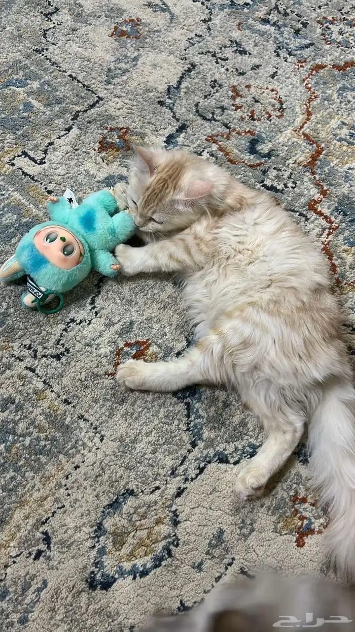 قطط للبيع بعمر بعمر 5 اشهر   متدربه على الحمام 3