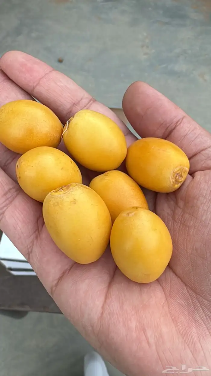 رطب برحي من نخل البيت بدون كيماويات الدلم الخرج 1