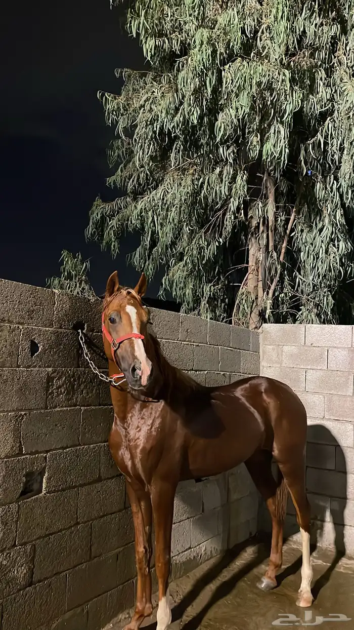حصان شعبي فاخر اقبل بدل 0