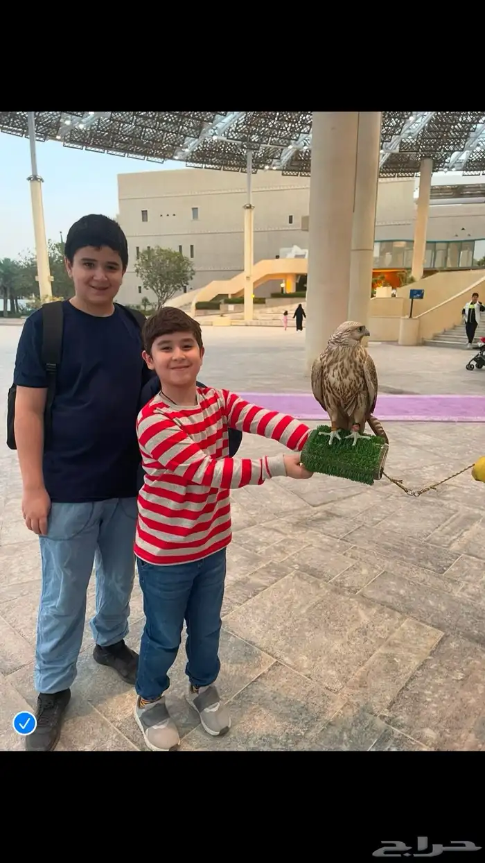 صقور لإيجار 2