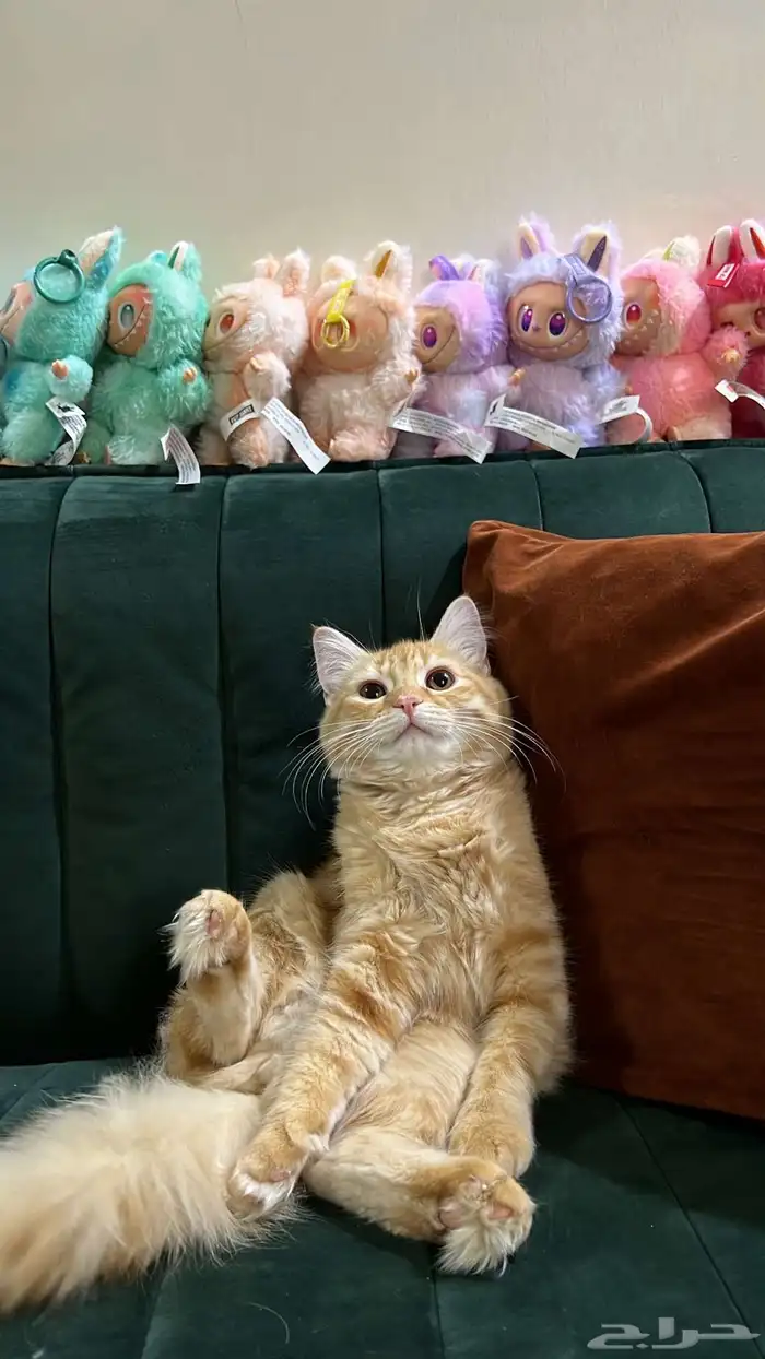 قطط للبيع بعمر بعمر 5 اشهر   متدربه على الحمام 4