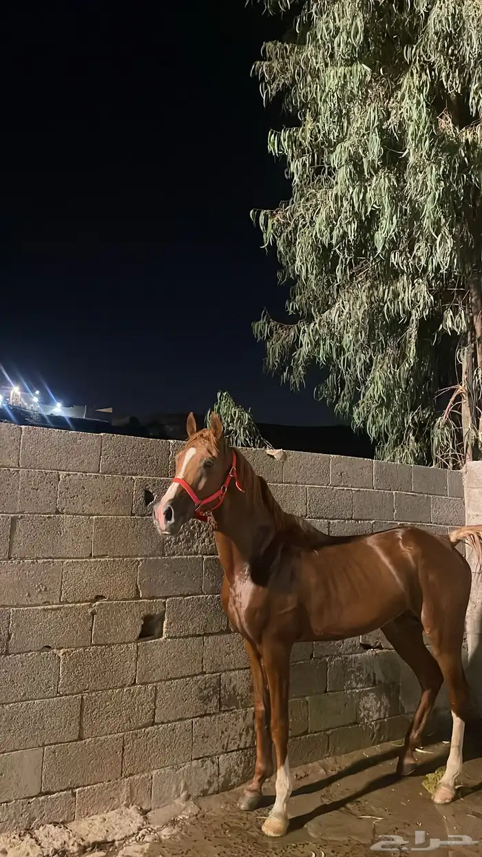حصان شعبي فاخر اقبل بدل 1