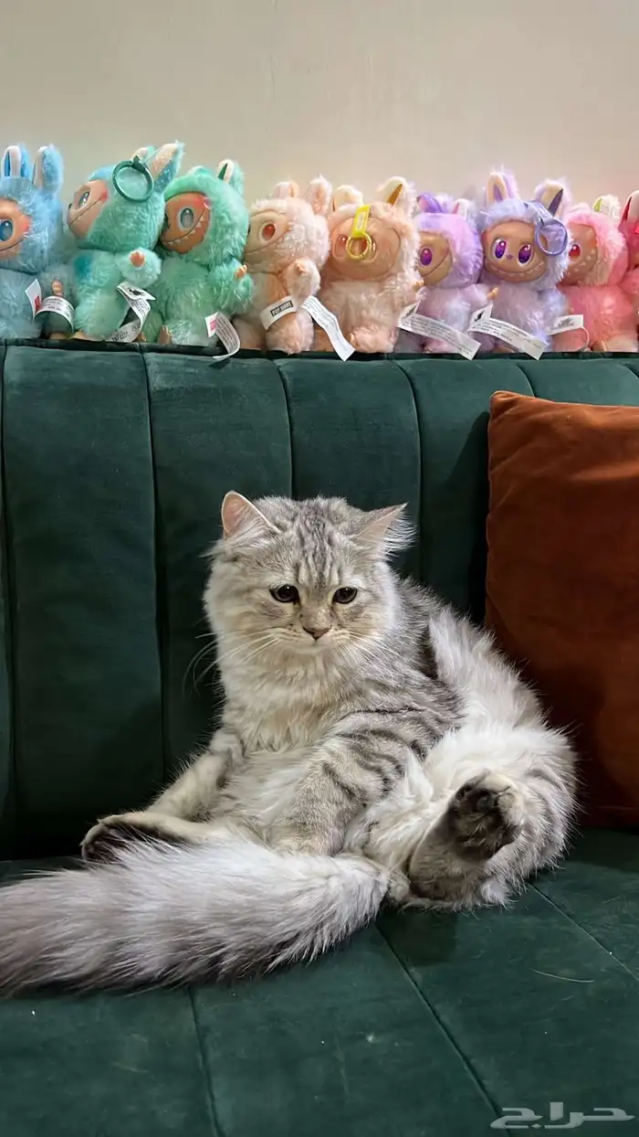 قطط للبيع بعمر بعمر 5 اشهر   متدربه على الحمام 0
