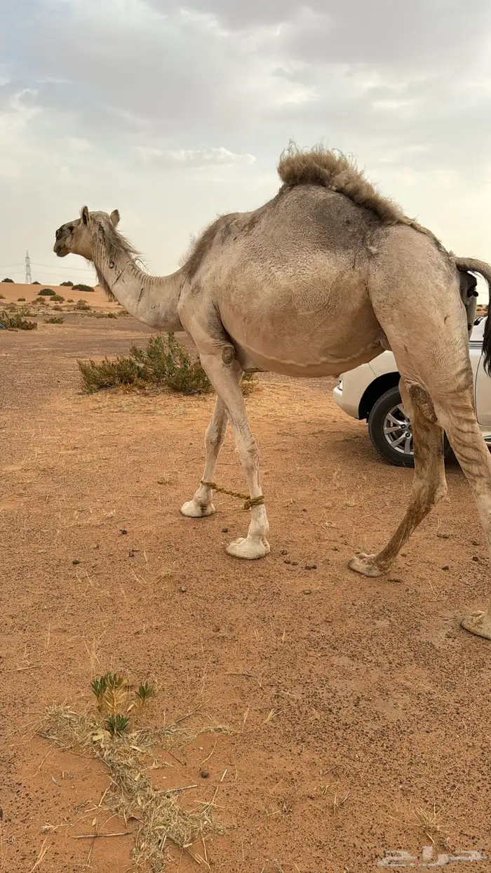 القحه شقحاء 0