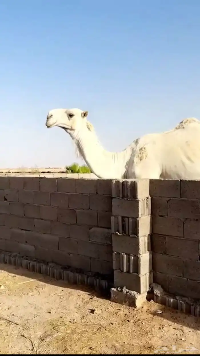 قعود على بعير ابن دلمخ 0