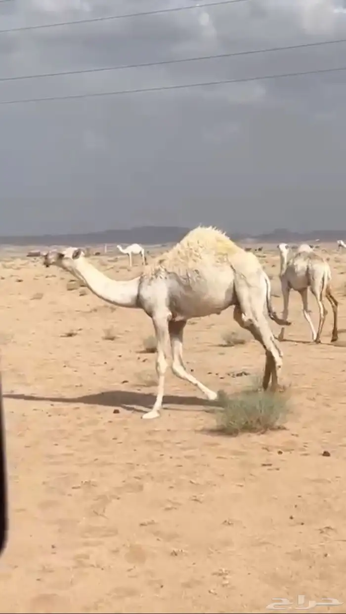 للبيع قعود قصب 1