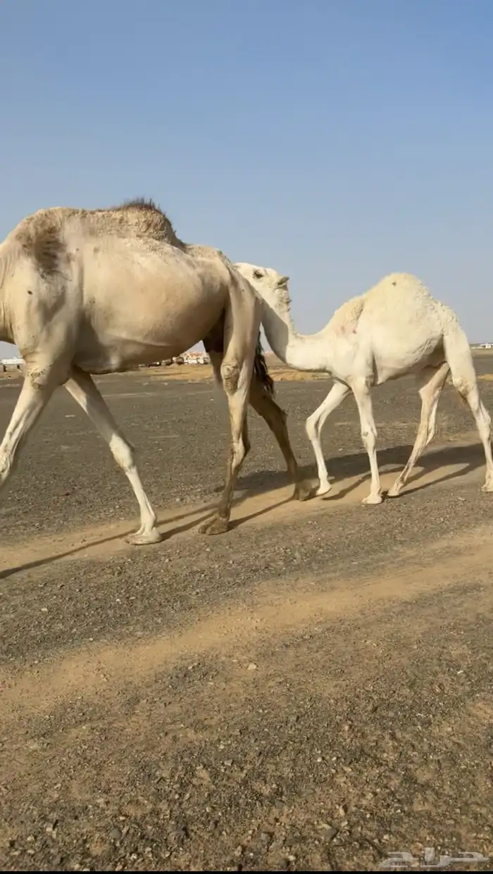 بكره ثنيه تحتها قعود عشرا 1
