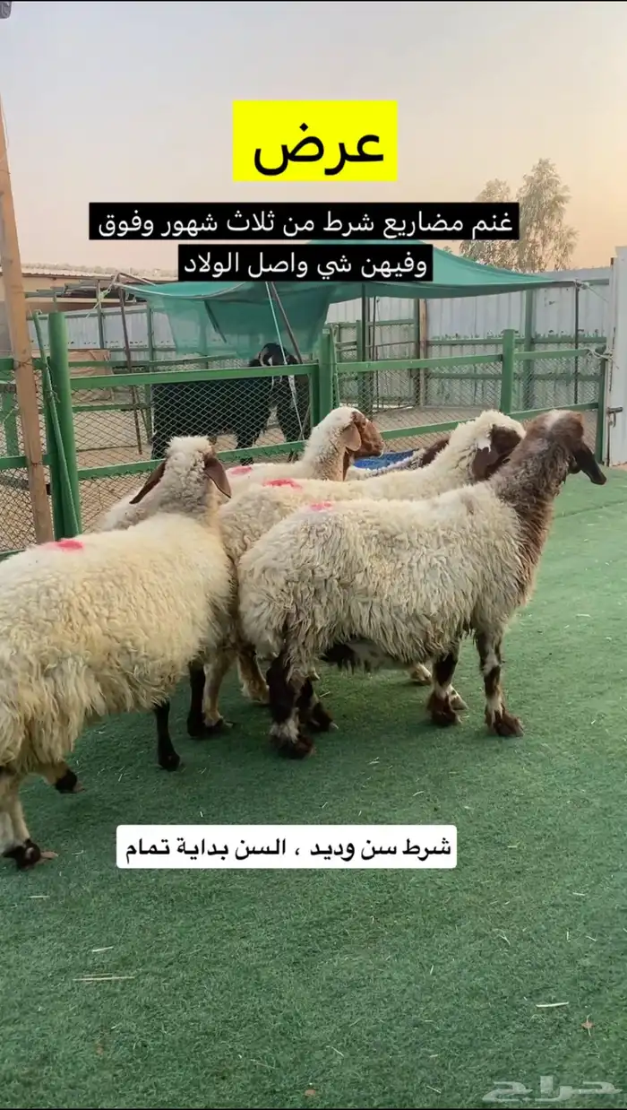 غنم مضاريع شرط 1