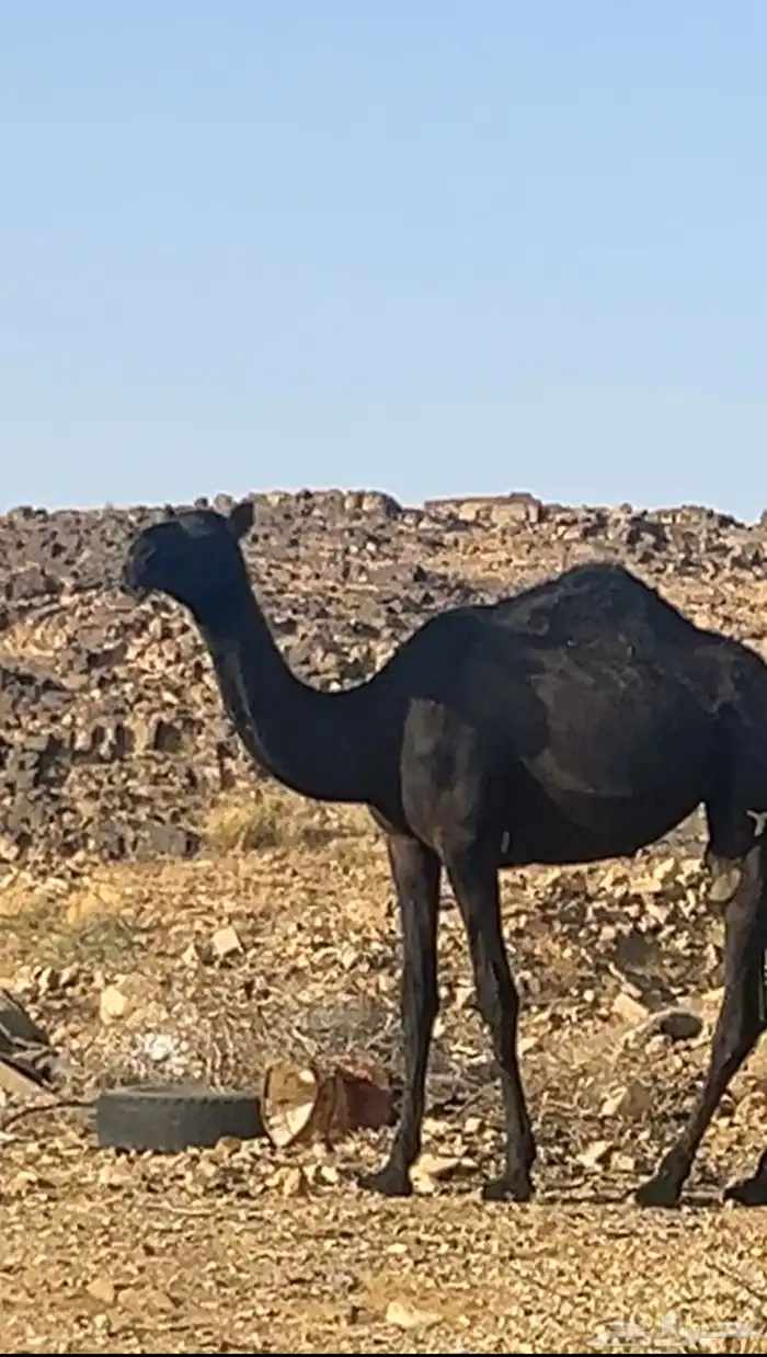 بكرة مجهم شيخه 1