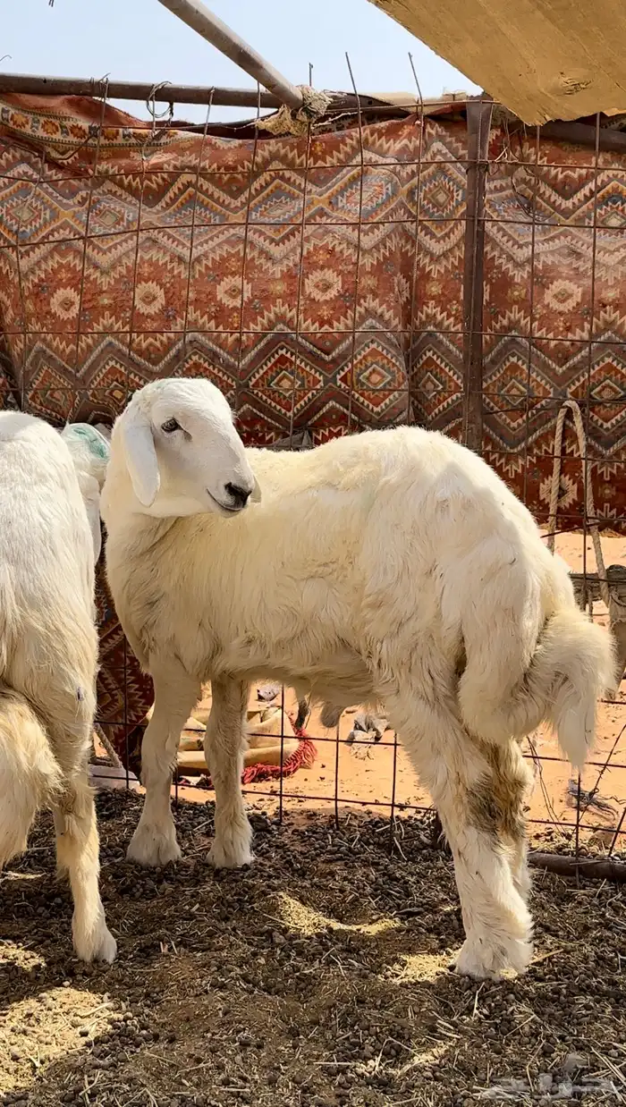 طلي حري صنف 0