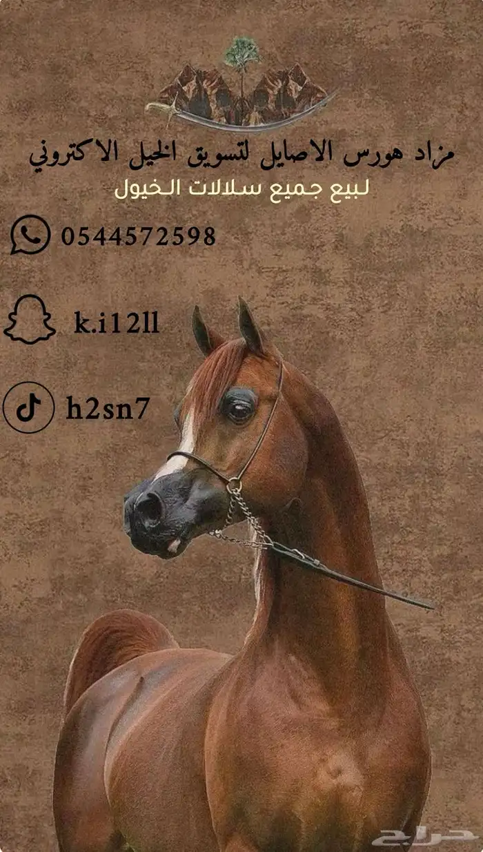 مزاد خيل لشعبي والواهو 0