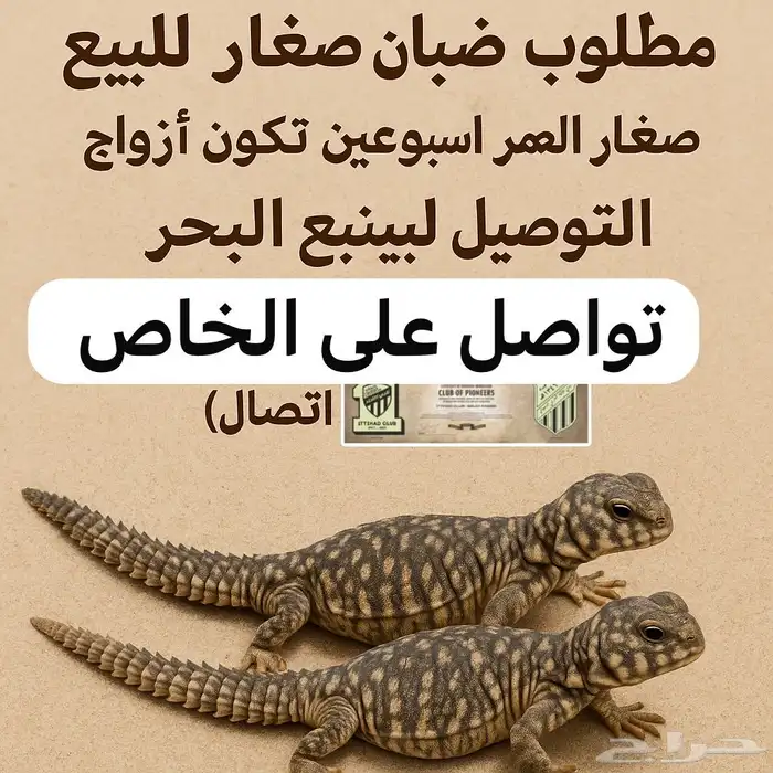 ارغب في شراء ضبان 0