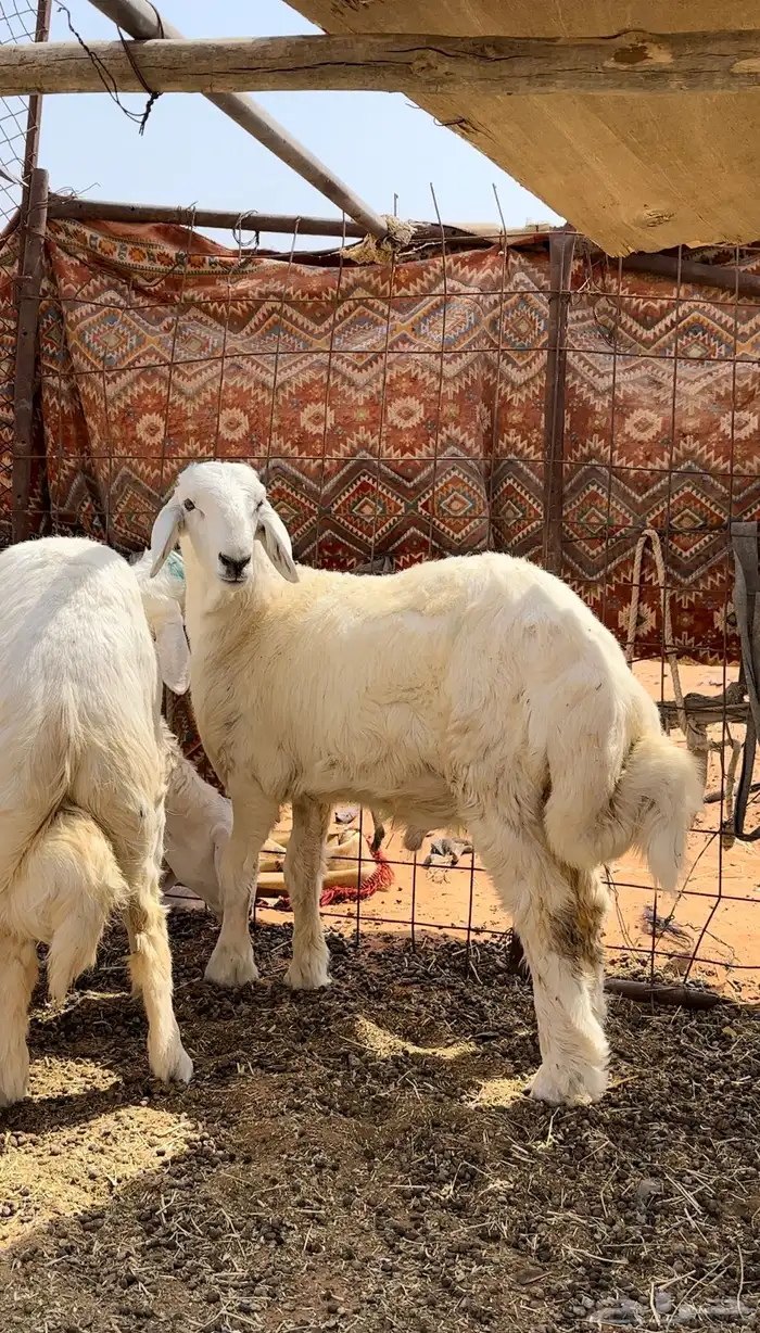 طلي حري صنف 1