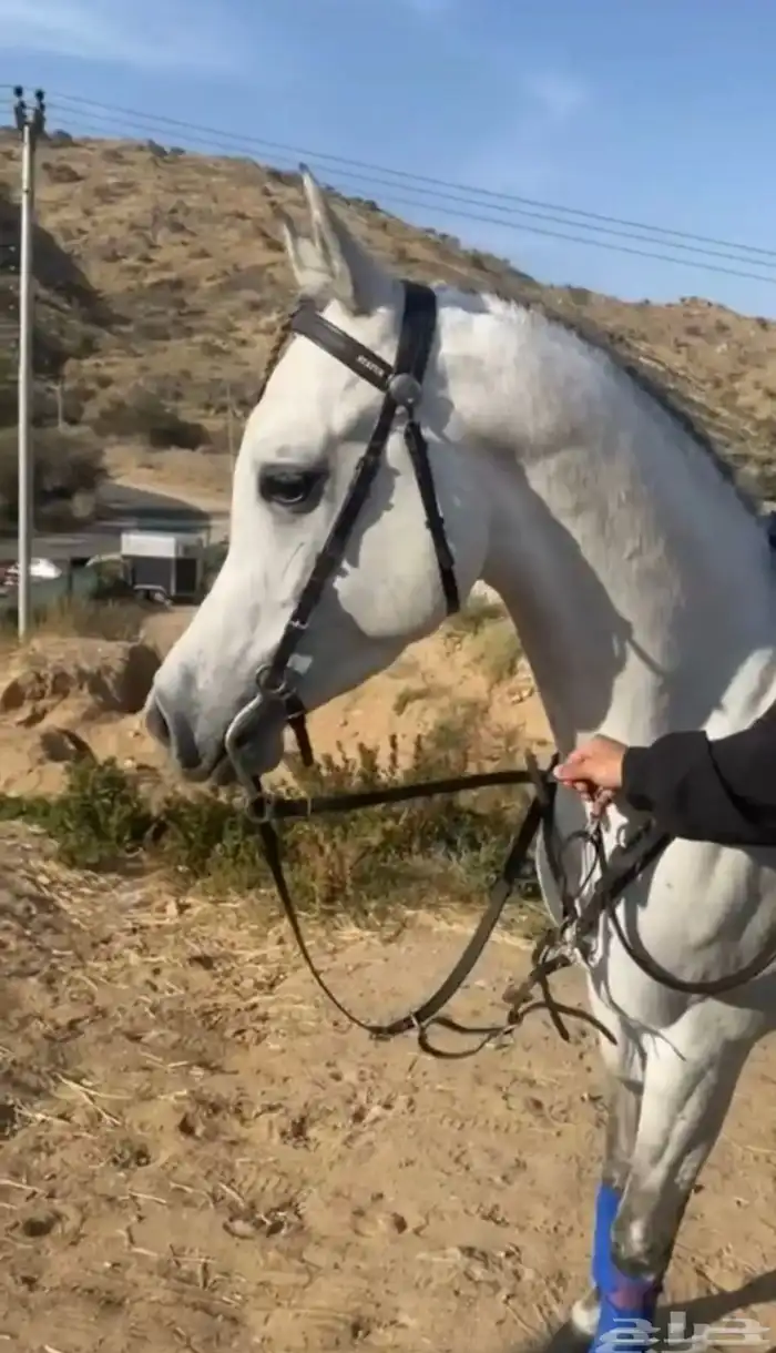 خيل عربي أصيل 1