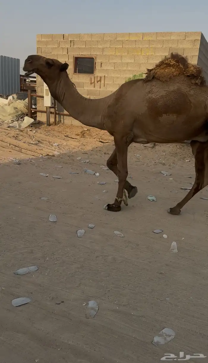 قعود ماجذع إلا قبل شهرين دبياني 2