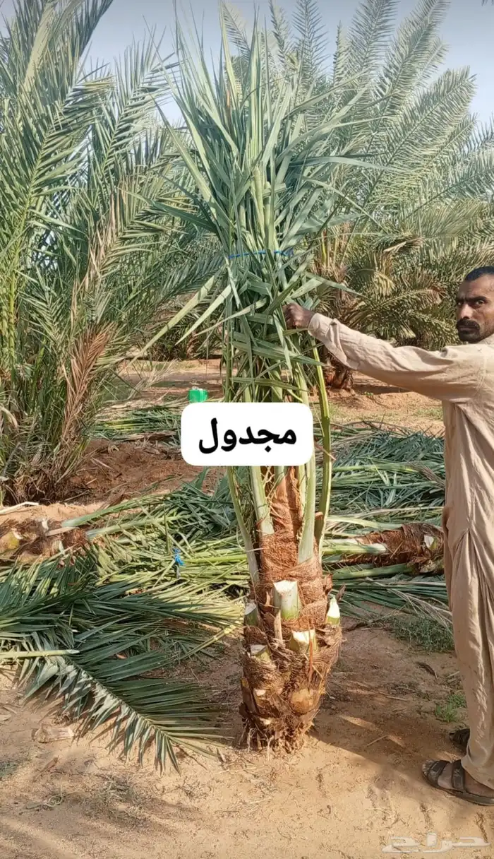 يتوفر لدينا نخيل بجميع أنواعه ومقاساته المختلفة 6