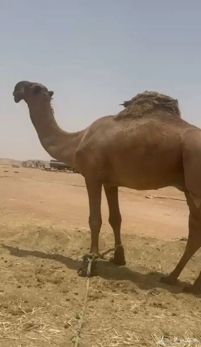 قعود ماجذع إلا قبل شهرين دبياني 0