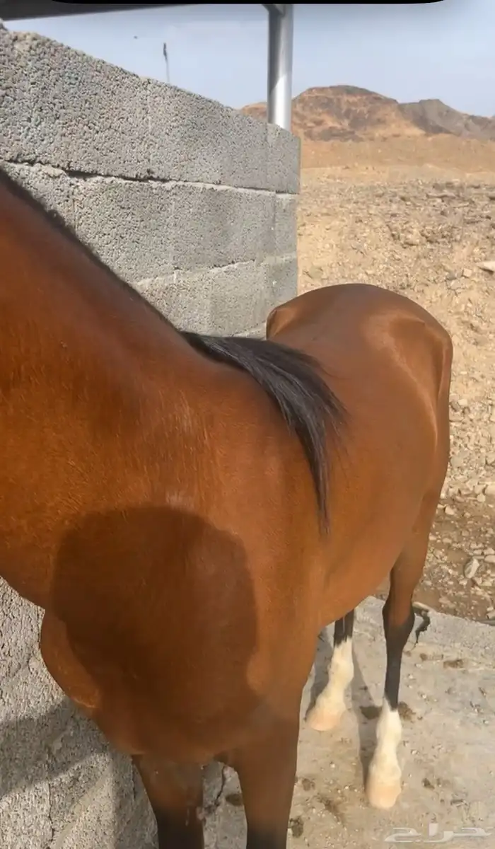حصان ورق جزيري سبوق 2