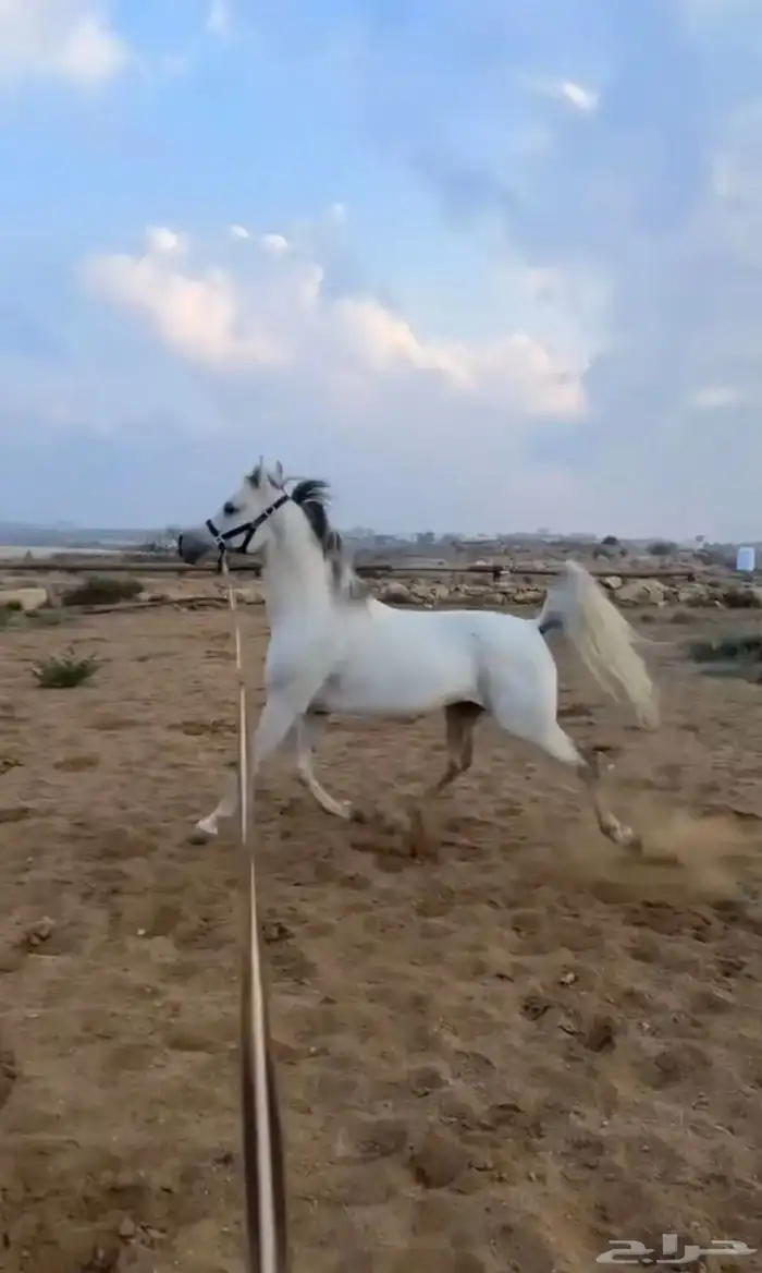خيل عربي أصيل 5
