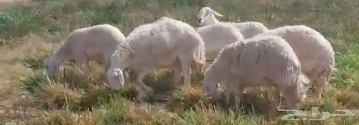 شياة حري حيل سمان وجبرات ل المناسبات والزواجات 3