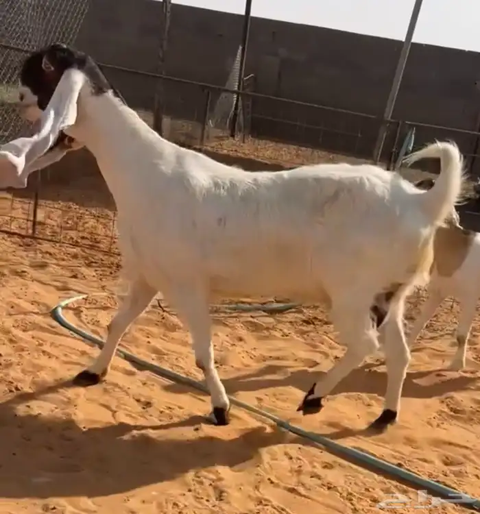 تم البيع 1
