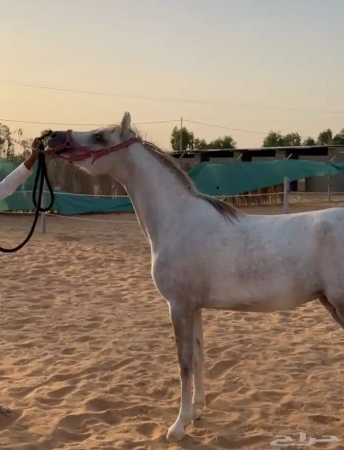 مهرة عمرها سنتين ونص حفيدة رف جستس 3