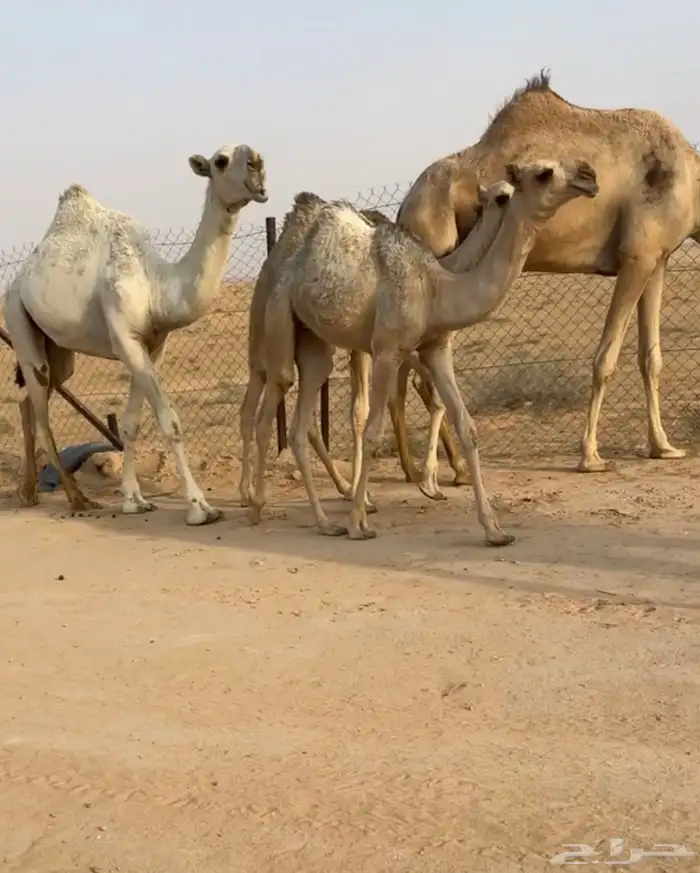 خلفه جذعه 1