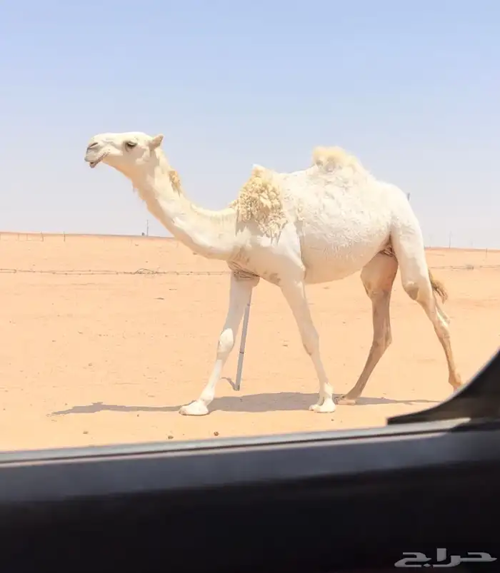 لقيه عليانيه 1