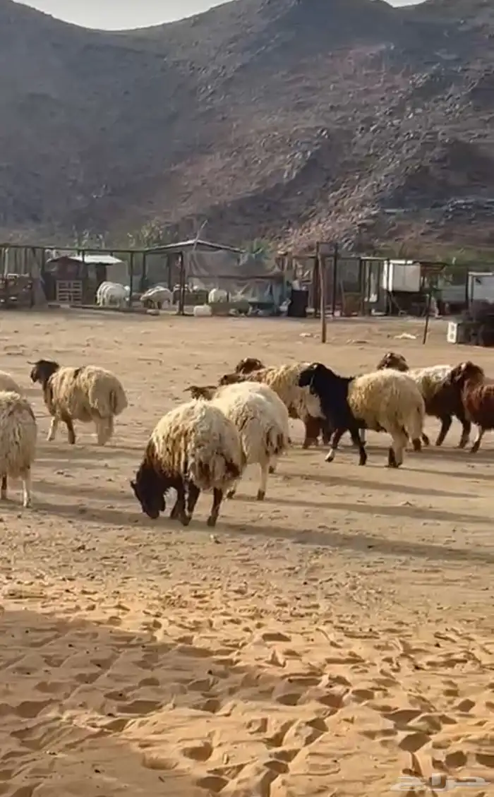 خرفان كرمات فل الفل الموقع الشرفه 1