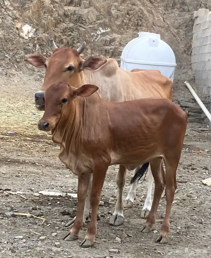 بقره دافع وبنتها كبيره بقره ثنيه ناتج 0