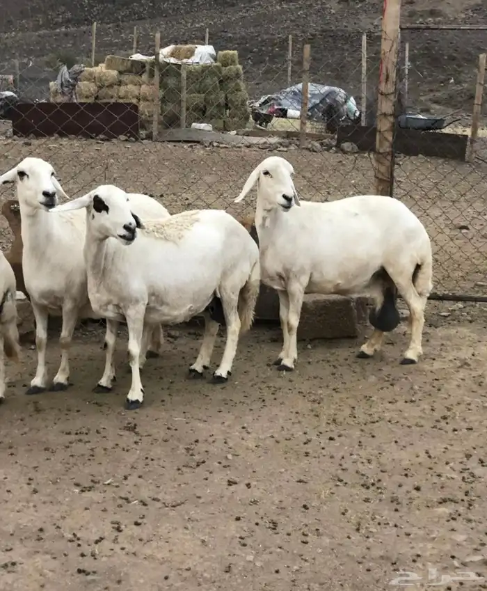 ضان دفع 1
