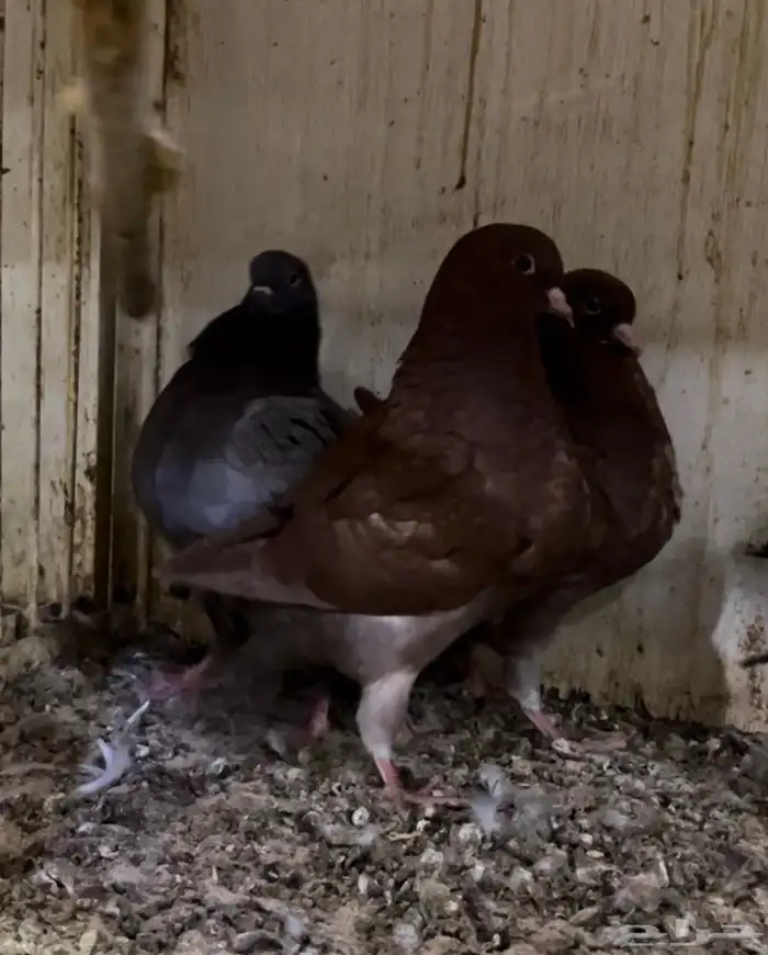 جوز حمام كنق مودينا ومعاه طبه 9