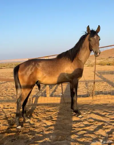 مهر واهو مكس غير مسجل index