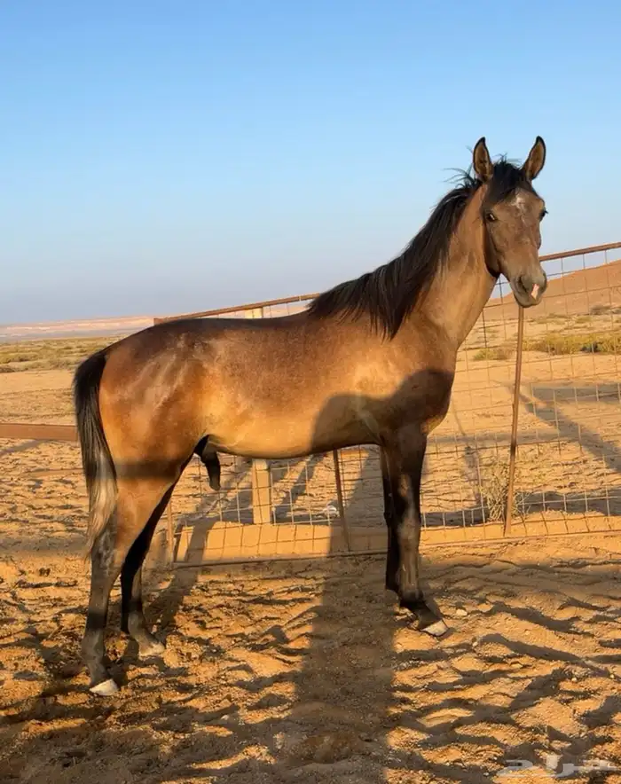 مهر واهو مكس غير مسجل 0
