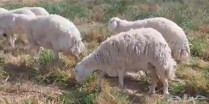 شياة حري حيل سمان وجبرات ل المناسبات والزواجات 2