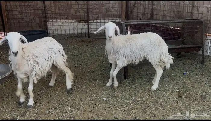 للبيع رخال حريات ذبايح 0