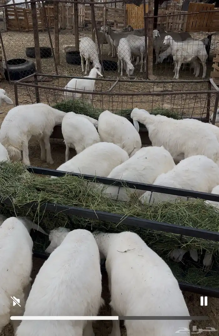 بهم تربية 14 راس 2