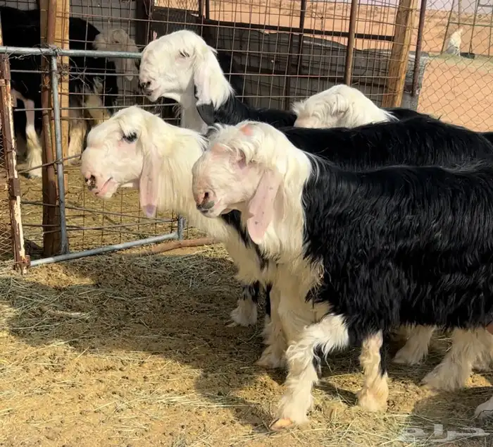 طليان نجد خصم مشاريع فحول 4