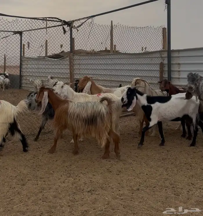 معزا مشاريك مراح 2
