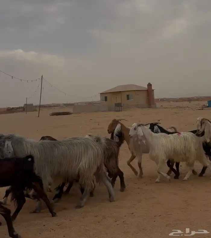 معزا مشاريك مراح 4
