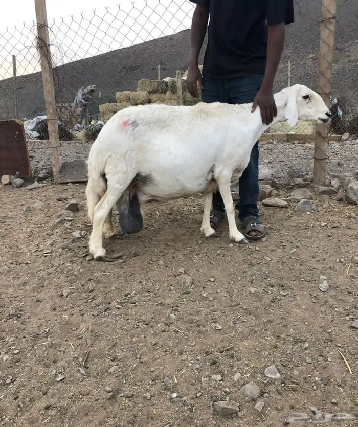 ضان دفع 0