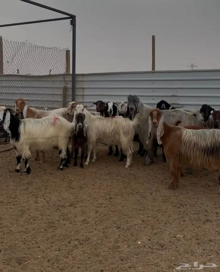 معزا مشاريك مراح 5