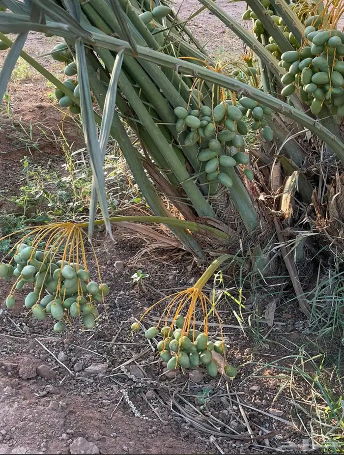 يتوفر لدينا نخيل بجميع أنواعه ومقاساته المختلفة 3
