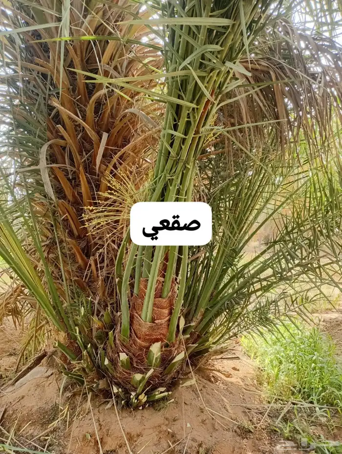 يتوفر لدينا نخيل بجميع أنواعه ومقاساته المختلفة 5