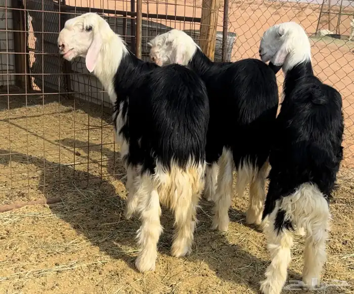 طليان نجد خصم مشاريع فحول 3