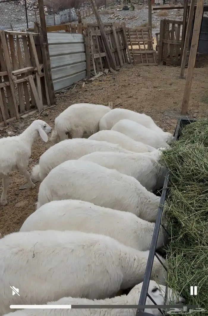 بهم تربية 14 راس 1