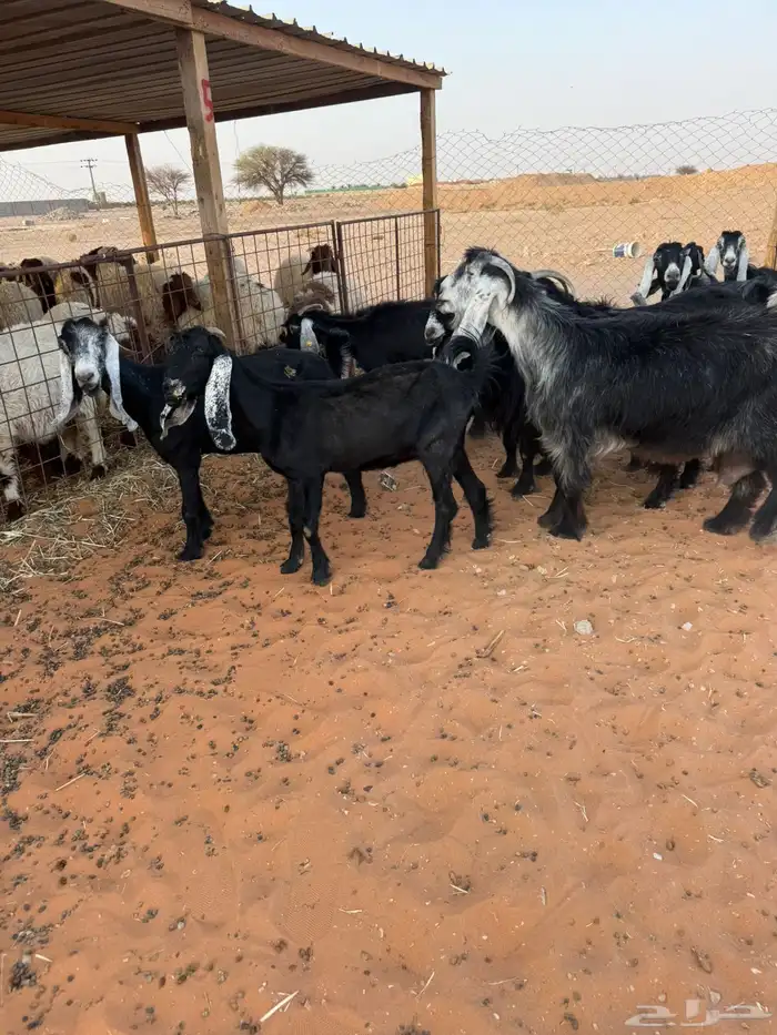 10 عوارض 8
