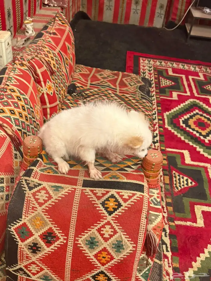 شيواوا كلب 1