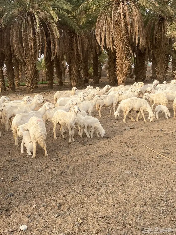 العدد ستين فيها عدد عشرين خلفه والباقي دفيع مراح واحد 2