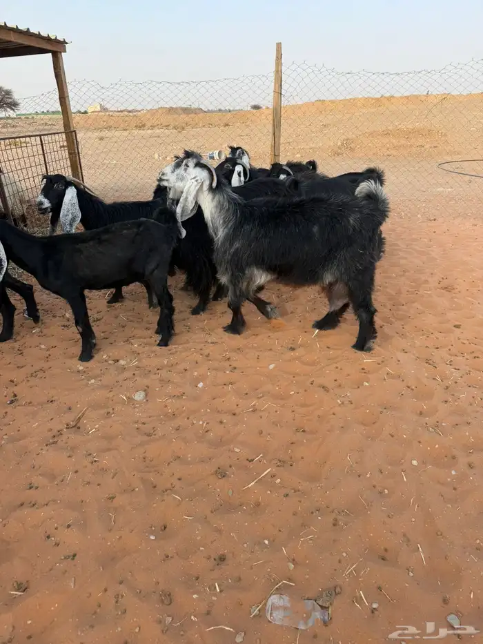 10 عوارض 6